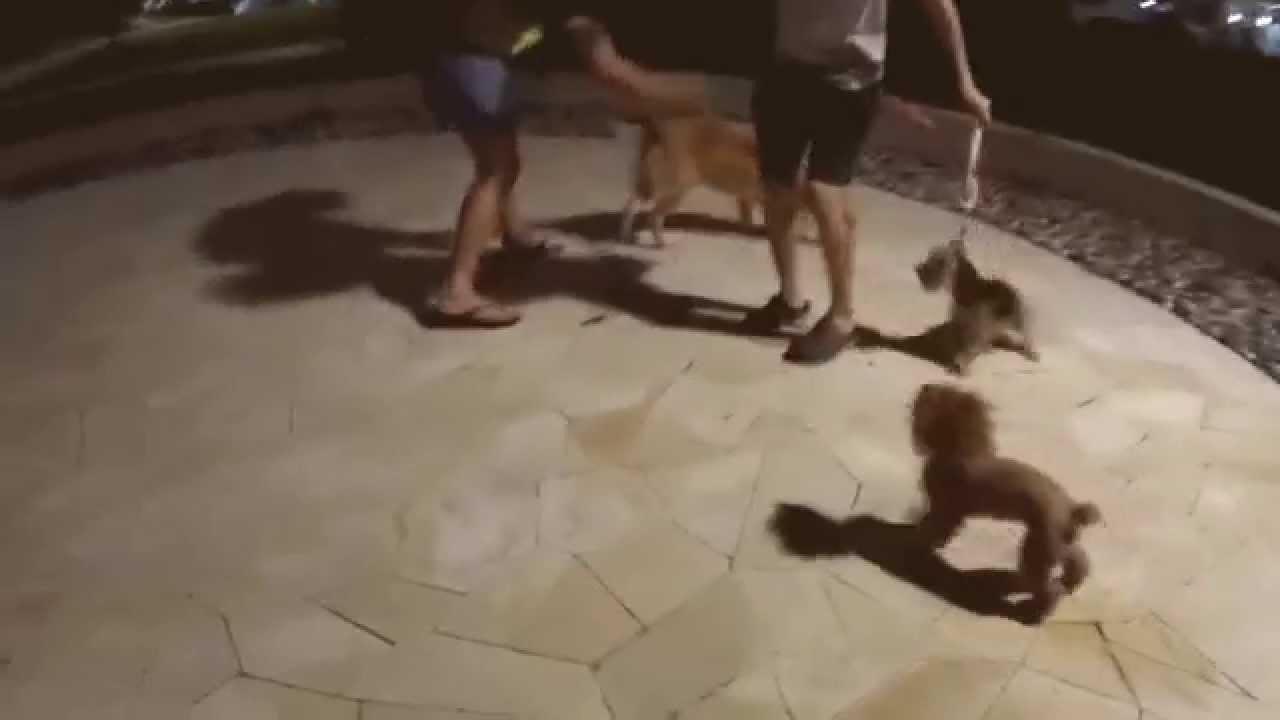 Amber Toy Poodle - Irresponsible Dog Owner