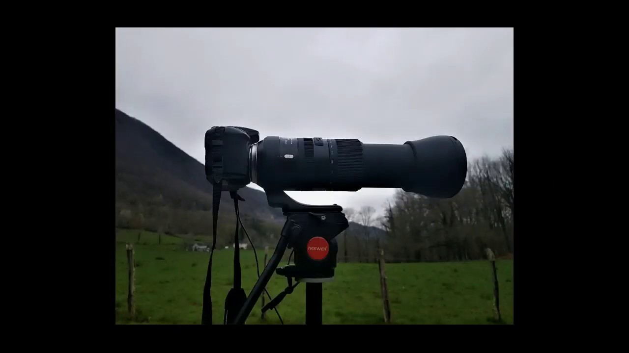 Tamron 150 600 G2 1er essai YouTube
