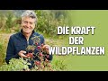 Smoothie &amp; Wilde Pflanzen: Wie Du dich gesund ernähren &amp; selbst versorgen kannst - Dr. Markus Strauß