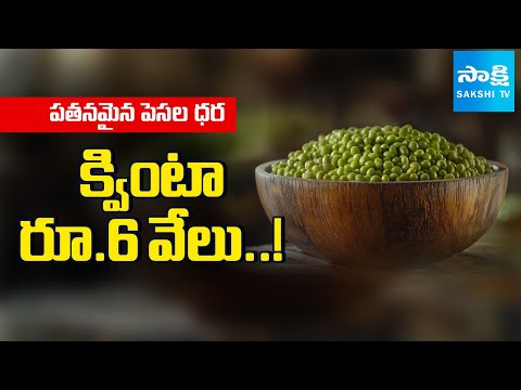 పతనమైన పెసర ధర | Pesara Farmers Struggle Over Price Drop In AP | Sakshi TV - SAKSHITV