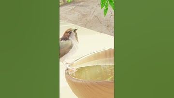 House Sparrow | blender            link in bio #sparrow#blenderanimation sparrow animation