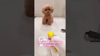 Poma'nın spa günü!