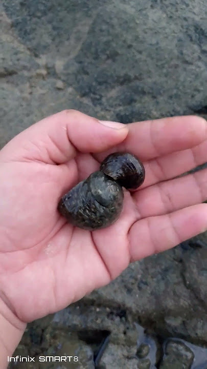 Pinupulot lang samin itong shell kaya manguha Tayo ulang araw maulan