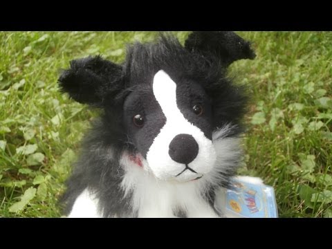 webkinz border collie