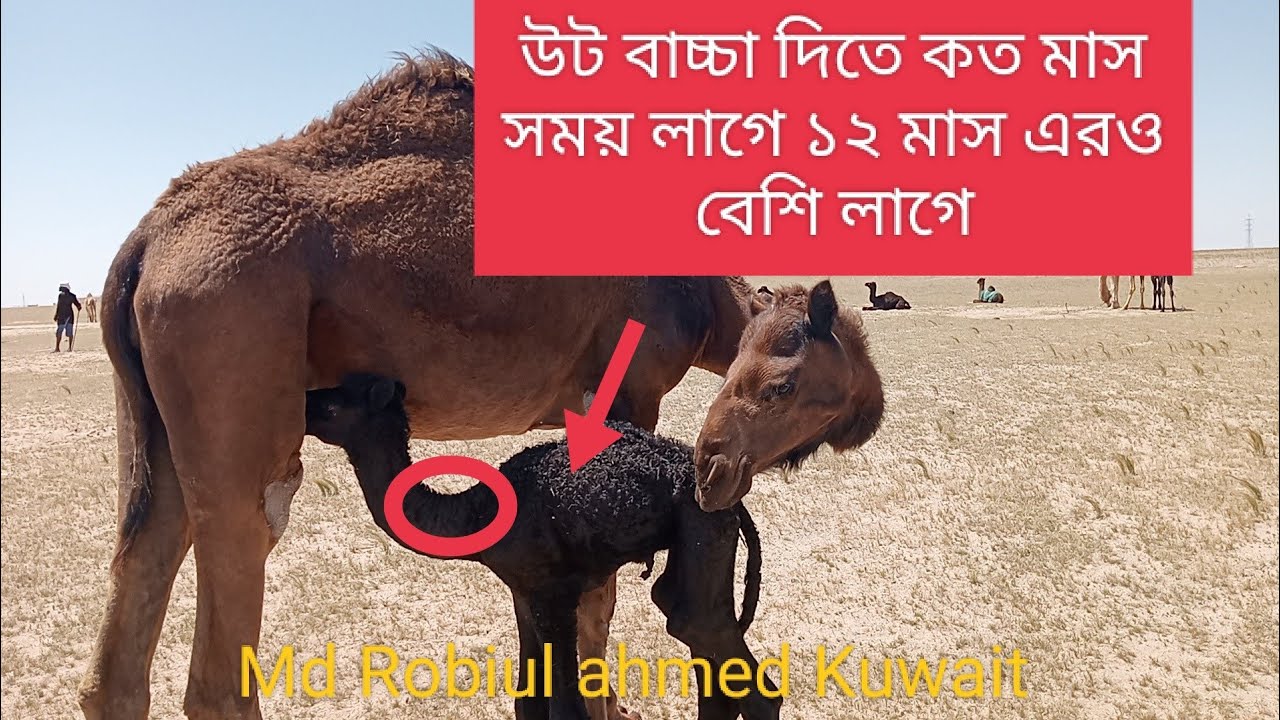 At What Age Are Camels Pegged How Many Months Does A Camel Take To 