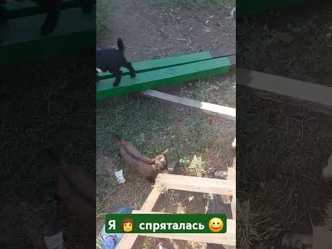 🐐 - Спускайся,