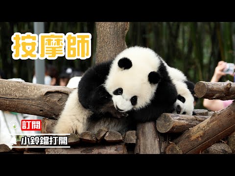 《熊貓早晚安》大熊貓腳部按摩師 | iPanda熊貓頻道