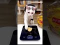 Cat On A Diet... Yeah Right! 😹🍕 #shorts #funnyanimals