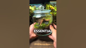 3 ESSENTIAL Terrarium Tips For Beginners!
