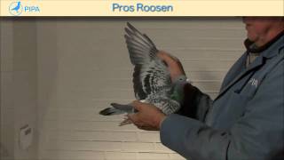 PIPA - Pros Roosen Auction - Flits