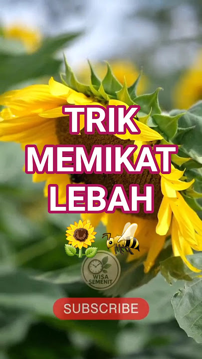 Trik Cerdas Bunga Matahari Memikat Lebah #sunflower #bungamatahari #flower