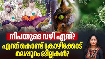 നിപയുടെ വഴി ഏത്?എന്ത് കൊണ്ട് കോഴിക്കോട് മലപ്പുറം ജില്ലകള്‍? | Nipah Virus in Kerala