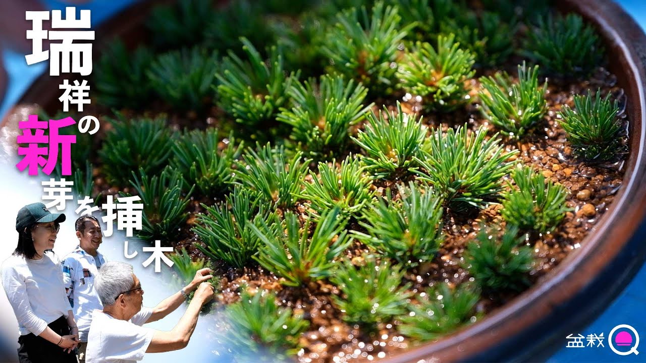 Take cuttings from Zisho (five-leaf pine) sprouts! Jug [Bonsai Q