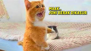 MOMEN KETIKA KUCING BISA NGOMONG SUARANYA LUCU BANGET ~ Kucing Lucu Bikin Ngakak by Jaya Edutainment 18,131 views 2 days ago 7 minutes, 41 seconds
