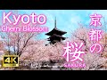 【京都の桜絶景30選】死ぬまでにもう一度行きたい名所