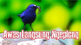 AWAS LANGSUNG NGEPLONG KICAUAN SUNDA BLUE ROBIN GACOR PLONG YG MALES AUTO NYAUUT SAT SET.