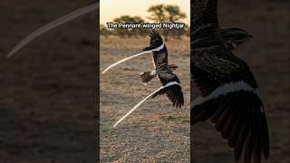 The Strange Wings of the Pennant-winged Nightjar