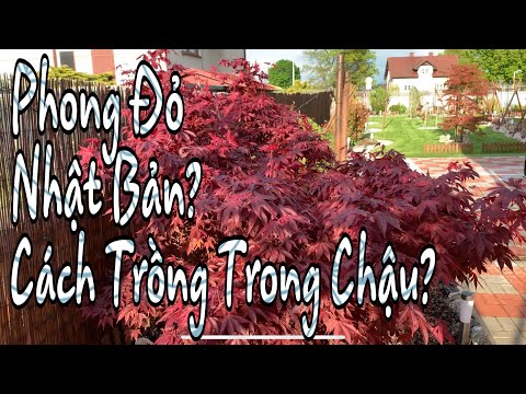 Video: Cây Phong Nhật Bản Có Thể Trồng Trong Chậu: Cách Trồng Cây Phong Nhật Bản Trong Chậu