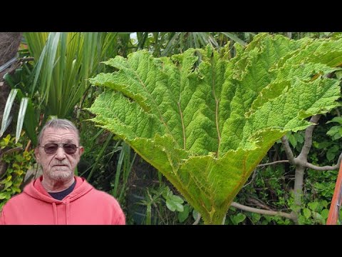 Vídeo: Hovea De Flors Tropicals: Cura De La Llar