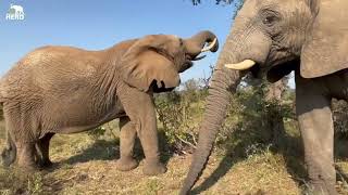 Special Bush Time with Lundi, Her Family & Elephant Manager Tigere 🐘