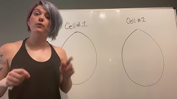 Antiviral actions of alpha and beta interferons
