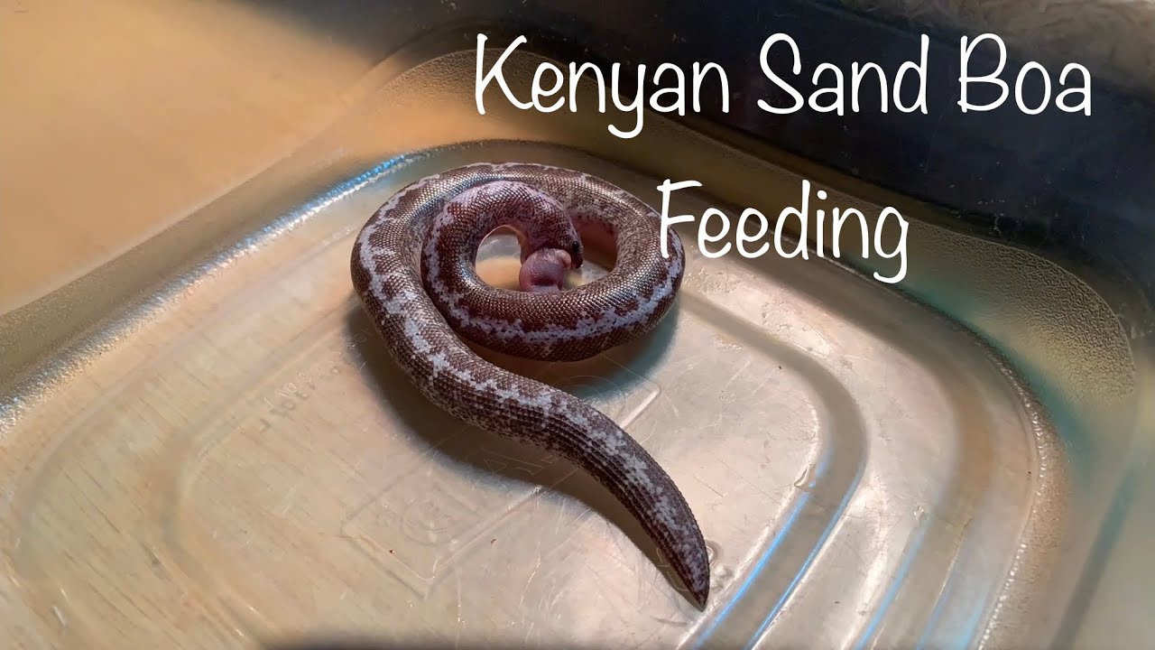 Kenyan Sand Boa Eating YouTube