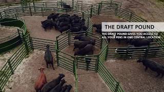 Cattle Working System | Better Way to Sort Cattle | Demo