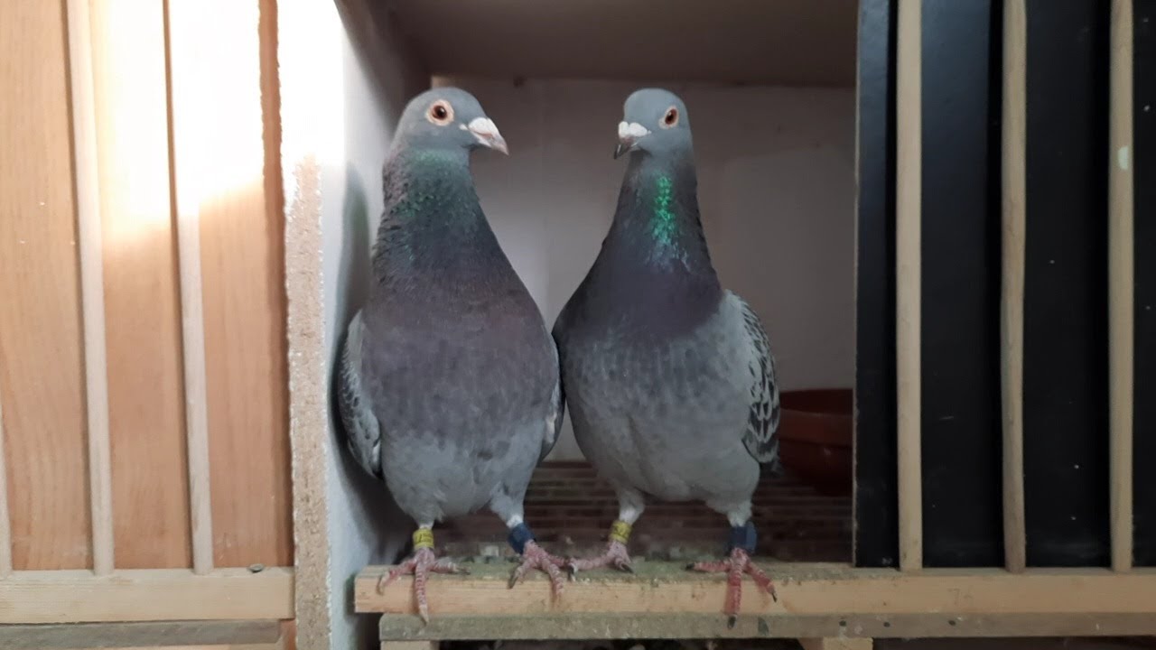 Primul Antrenament cu Porumbeii la Văduvie