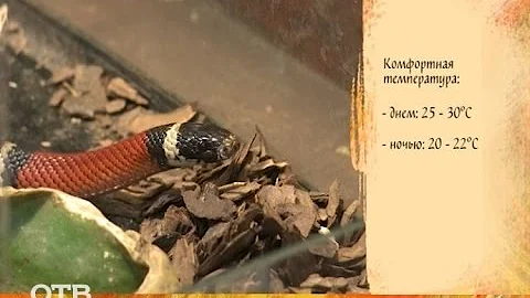Знакомство с питомцами: домашняя молочная змея