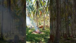 Segini umur kelapa di perkebunan ini #kelapa