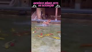 4K Cães & Gatos Os Mais Fofos Do Mundo 352