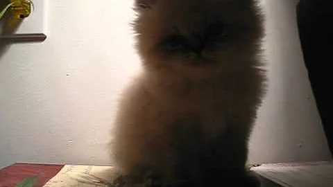 Watch the video about Himalayan male kitten available 7 weeks old!