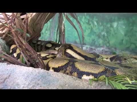 Unique Snake Birth at Louisville Zoo 2014