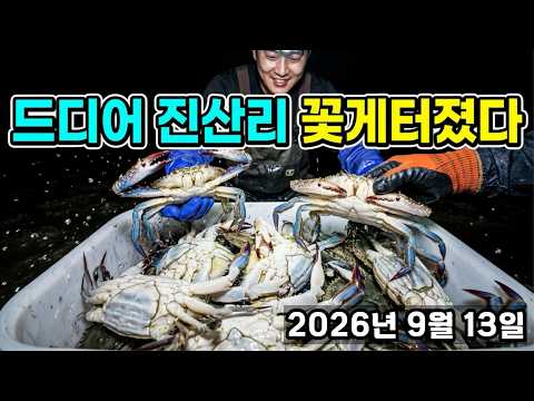 드디어 진산리 꽃게 터졌습니다~!!  얼릉 달리세요~ #해루질