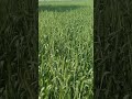 Natural Environment Wheat Crop