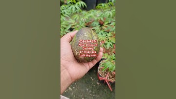 Cây Cóc cầy trái to khổng lồ | 0386569374 - Ngọc Ngân Bến Tre | Chuyên cây độc lạ