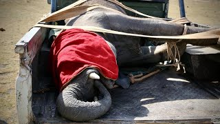 Rescue of Orphaned Elephant Elerai | Sheldrick Trust