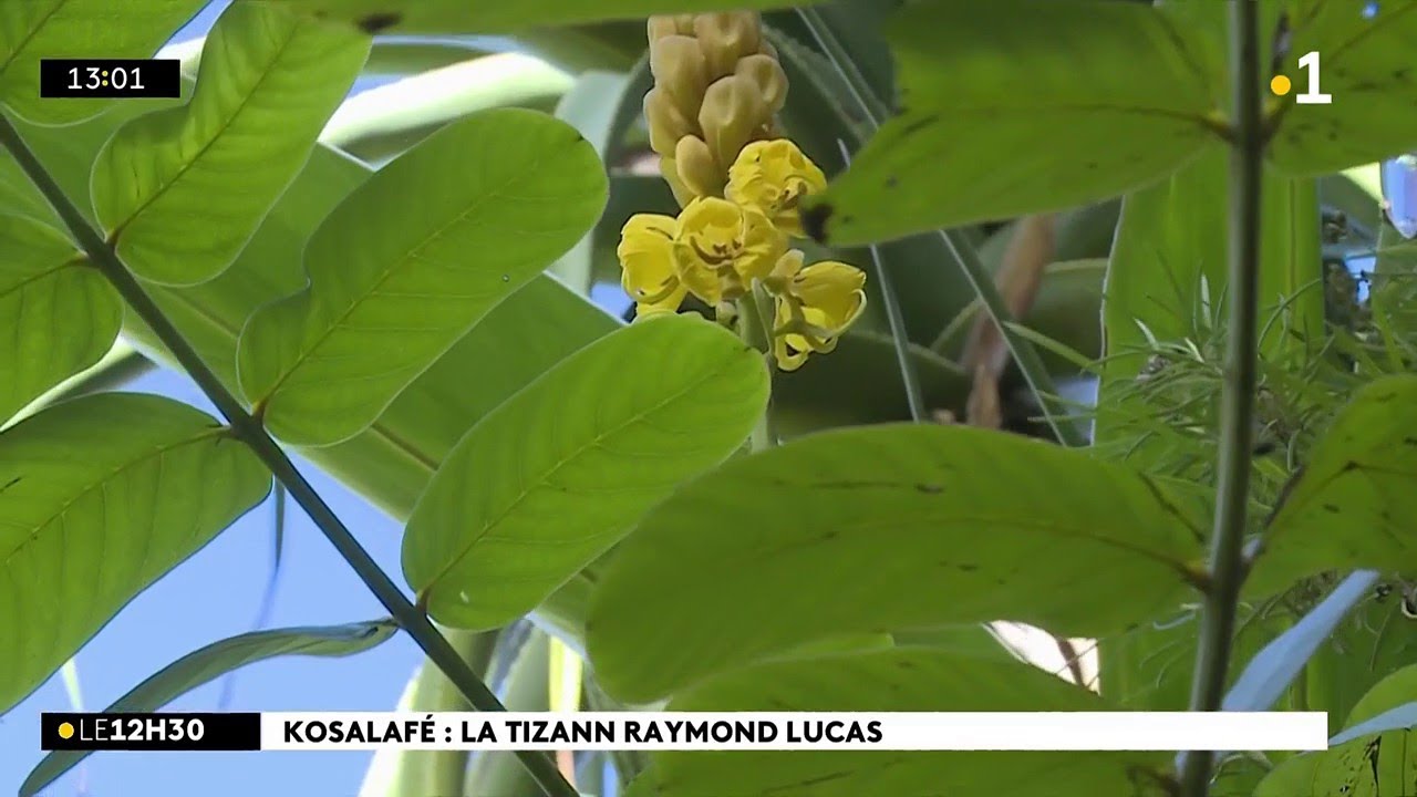 Kosalafé Raymond Lucas bois d’4 épingles