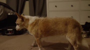 Teradek RT MDRX + C E  Cinetape Auto Focus Test 1