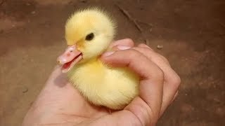 CUTEST Duckling! (Funny Duck Videos Compilation) by Cute & Funny Animals 366 views 4 years ago 7 minutes, 11 seconds