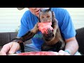 Monkey Loves Watermelon!