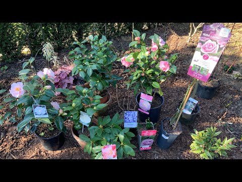 Video: When to plant roses outdoors in spring and fall in 2022