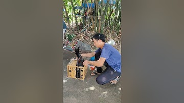 lên đường phục vụ ae đam mê🐓 #thứcgàrừng86 #gàrừngtaitrắng #gàrừngrặc