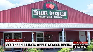 Southern Illinois apple season begins