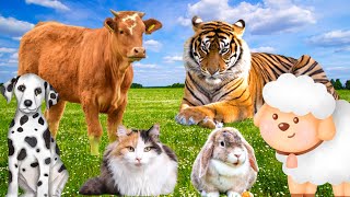 Habitat of animals: cows, dogs, cats, rabbits, tigers,... by Animal Moments 222,633 views 1 year ago 9 minutes, 10 seconds