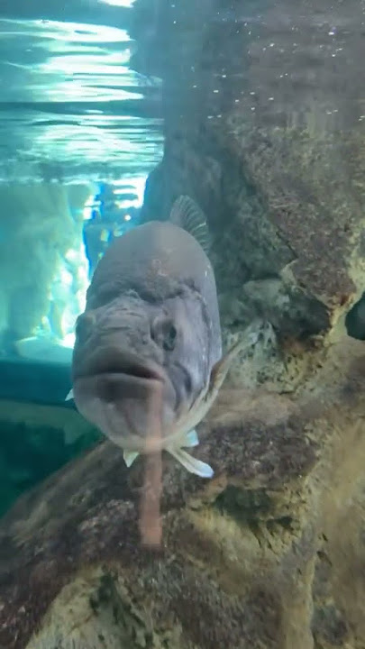 mama huevo glu glu glu fish#funny #florida