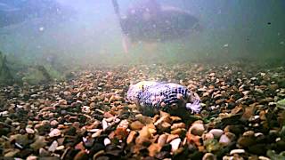 How Long Do Your Pva Bags Really Last Underwater?