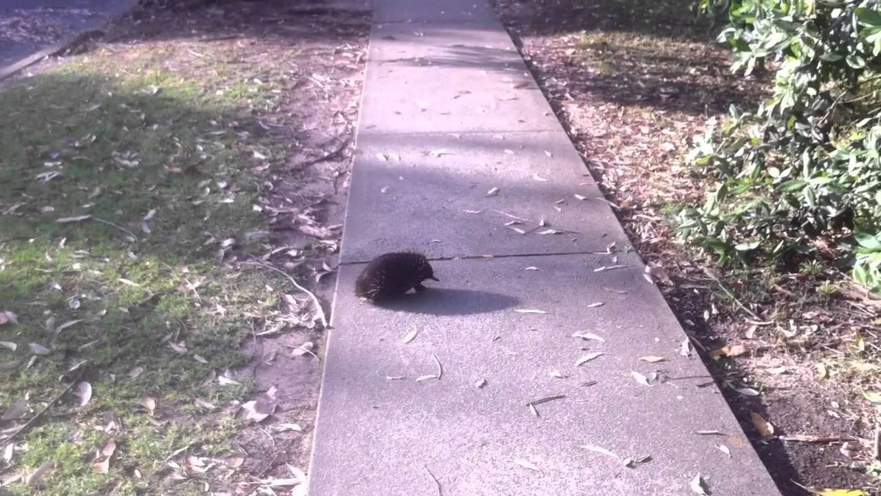 I found an echidna!