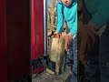 Best Log Splitter Firewood Processing #woodworking