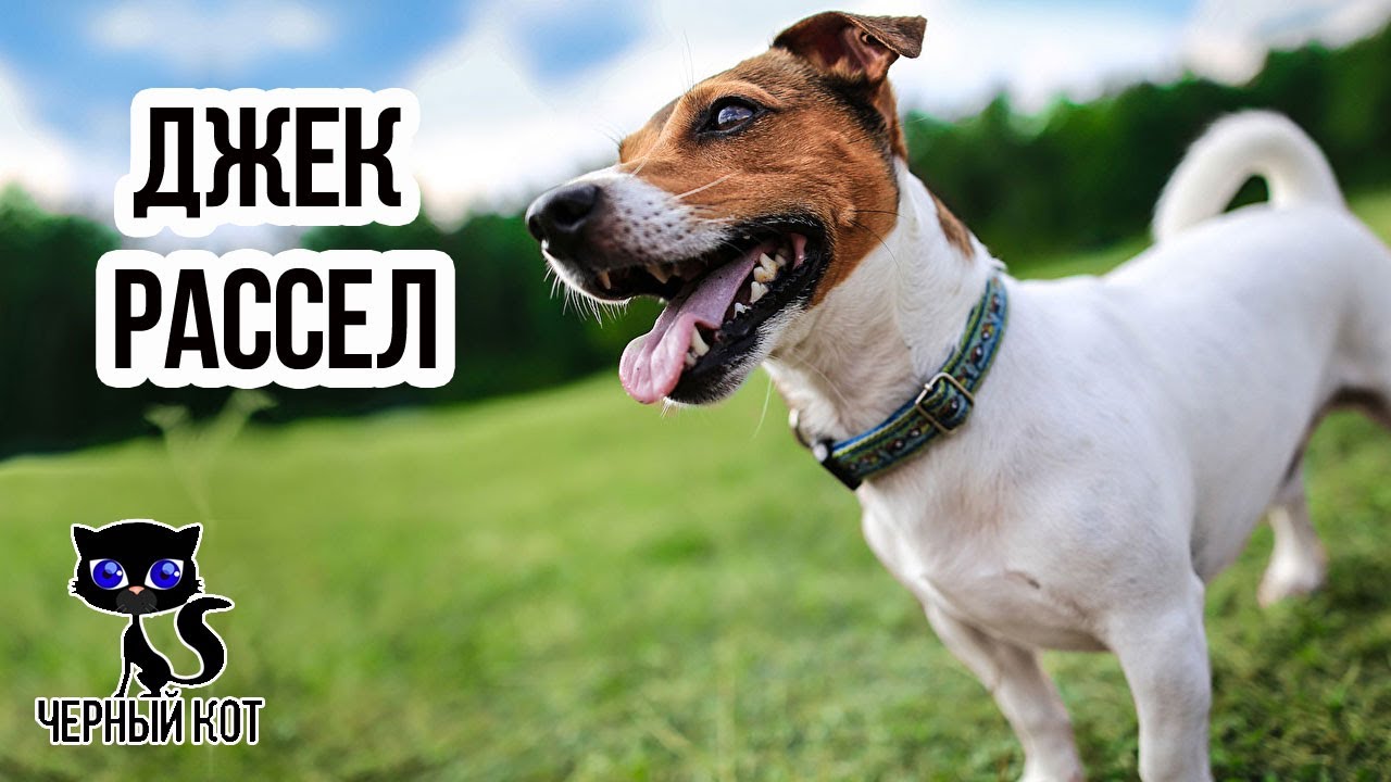 ✔Джек-рассел: 5 причин не заводить эту породу